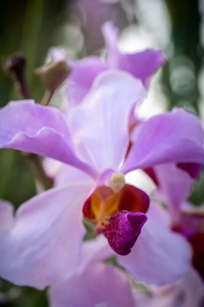 Gesloten Macro Shot Van Een Prachtige Orchidee — Stockfoto