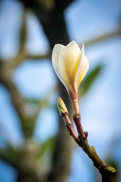 Zamknięty Makro Strzał Pięknej Orchidei — Zdjęcie stockowe