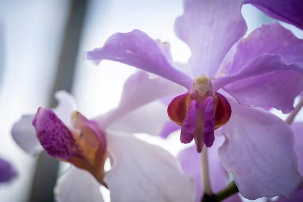 Cerrado Macro Disparo Una Hermosa Orquídea —  Fotos de Stock