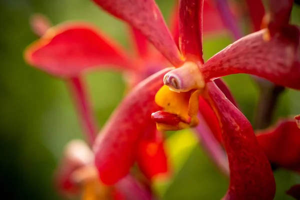 Cerrado Macro Disparo Una Hermosa Orquídea —  Fotos de Stock