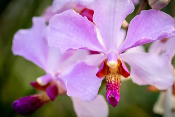 Cerrado Macro Disparo Una Hermosa Orquídea —  Fotos de Stock