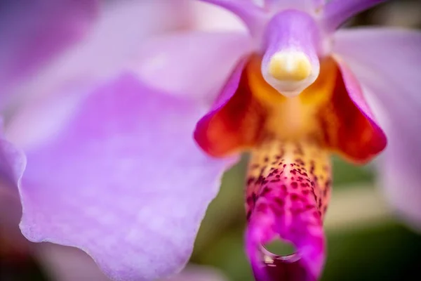 Cerrado Macro Disparo Una Hermosa Orquídea —  Fotos de Stock