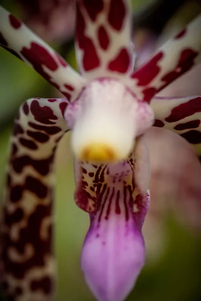 Cerrado Macro Disparo Una Hermosa Orquídea —  Fotos de Stock