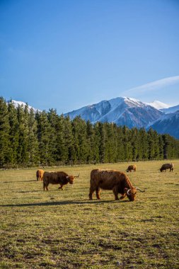 Yeni Zelanda İskoçya Sığırları Yeni Zelanda 'daki çiftlikte