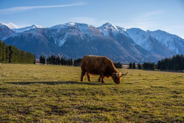 Yeni Zelanda İskoçya Sığırları Yeni Zelanda 'daki çiftlikte