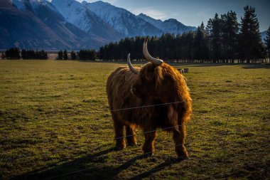 Yeni Zelanda İskoçya Sığırları Yeni Zelanda 'daki çiftlikte