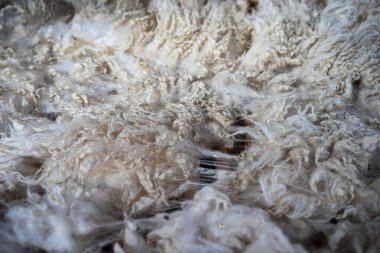 Kırpılmış kuzu veya koyun yünü.