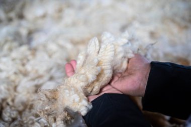 waman hand holding sheep fur clipart