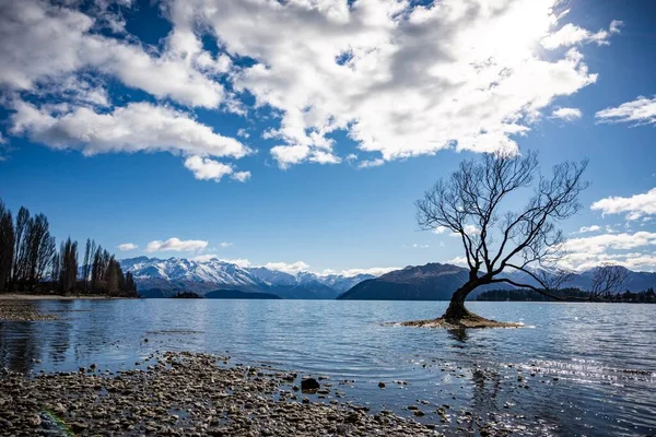 Der Einsame Baum Wanaka Südinsel Neuseeland — Stockfoto