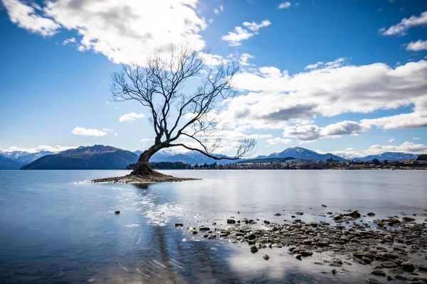 Yalnız Ağaç Wanaka Güney Adası Yeni Zelanda — Stok fotoğraf