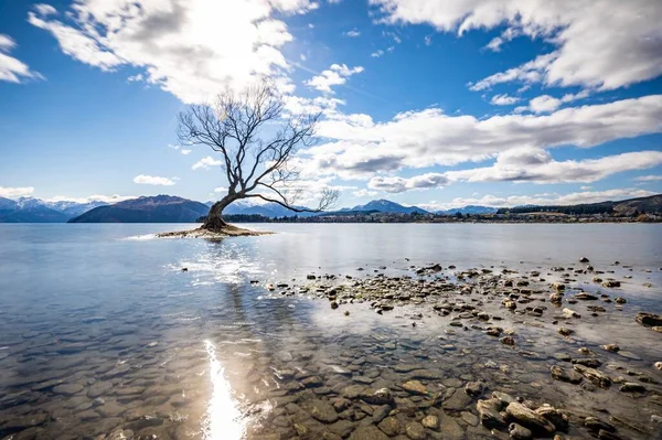 Yalnız Ağaç Wanaka Güney Adası Yeni Zelanda — Stok fotoğraf