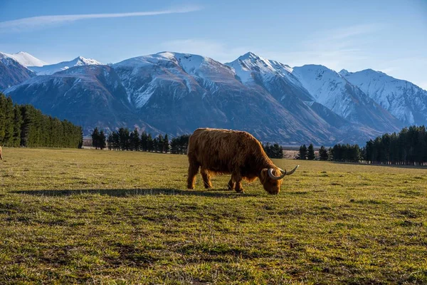 New Zealand Highland Cattle on the farm in New Zealand