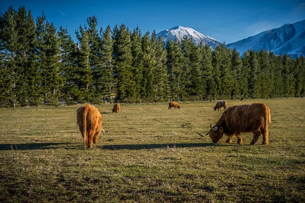 New Zealand Highland Cattle on the farm in New Zealand