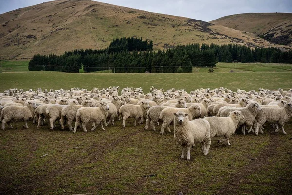 Una Manada Ovejas Una Granja South Island Nueva Zelanda —  Fotos de Stock
