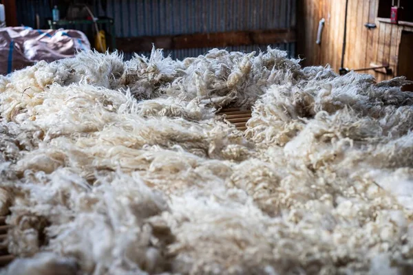 Sheared Lamb Sheep Wool Table — Stock Photo, Image