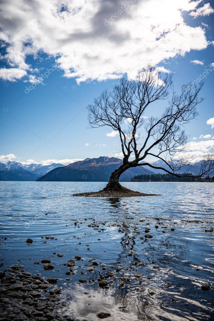 The lonely tree Wanaka, South Island, New Zealand