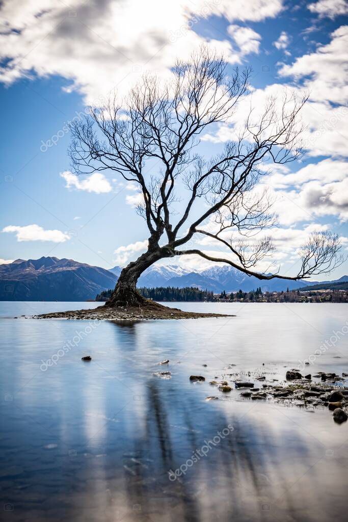 The lonely tree Wanaka, South Island, New Zealand