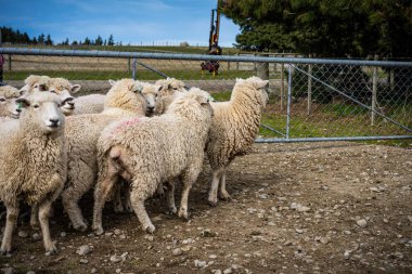 Güney Adası, Yeni Zelanda 'daki bir çiftlikte koyun sürüsü.