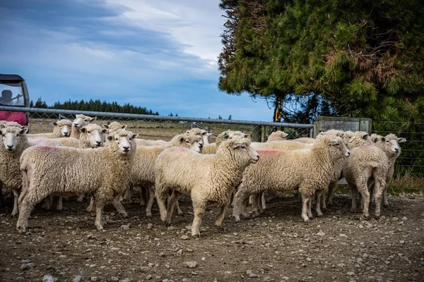 Una Manada Ovejas Una Granja South Island Nueva Zelanda —  Fotos de Stock