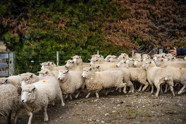 Güney Adası, Yeni Zelanda 'daki bir çiftlikte koyun sürüsü.