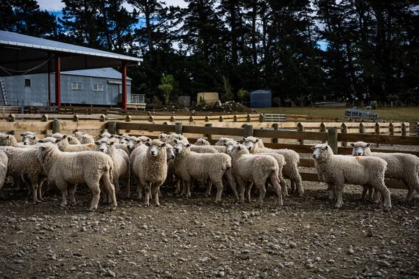 Eine Schafherde Auf Einer Farm Südinsel Neuseeland — Stockfoto