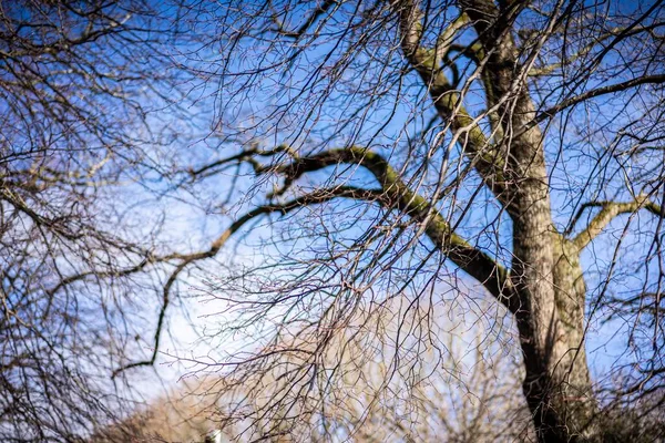 Vysušené Větve Stromů Proti Modré Obloze — Stock fotografie