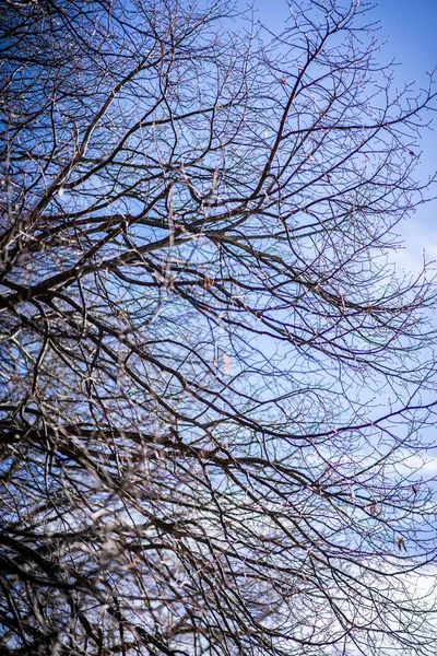 하늘을 배경으로 가지들이 자라고 — 스톡 사진
