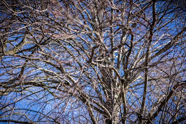 Ξερά Κλαδιά Δέντρων Ενάντια Στον Γαλάζιο Ουρανό — Φωτογραφία Αρχείου