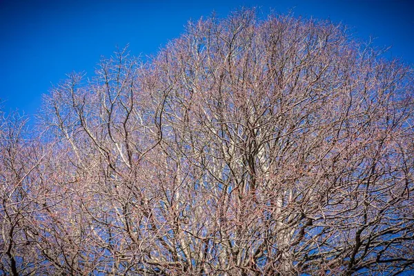 하늘을 배경으로 가지들이 자라고 — 스톡 사진