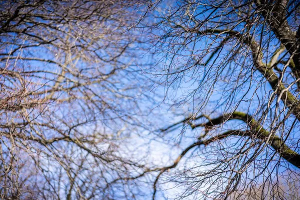 Vysušené Větve Stromů Proti Modré Obloze — Stock fotografie