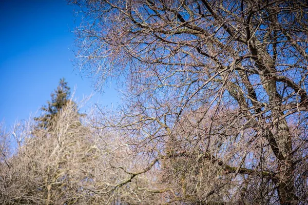 Séchage Des Branches Arbres Contre Ciel Bleu — Photo