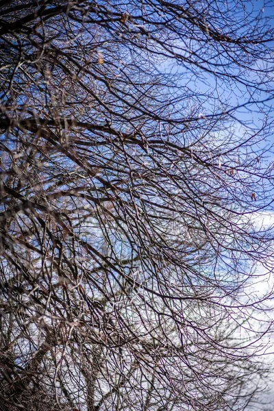 Vysušené Větve Stromů Proti Modré Obloze — Stock fotografie