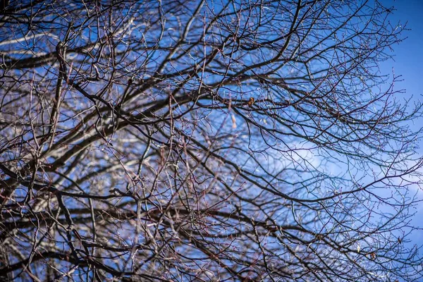 Vysušené Větve Stromů Proti Modré Obloze — Stock fotografie