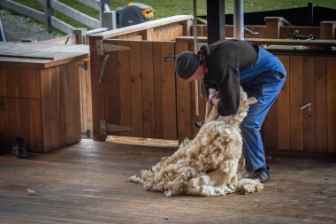 Man shearing sheep wool clipart