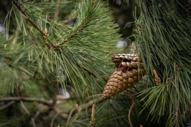 Ağaçtaki çam kozalağı, izole.