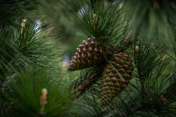 Pinecone on a tree, isolated