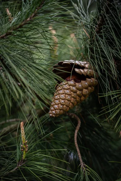 Tannenzapfen Auf Einem Baum Isoliert — Stockfoto