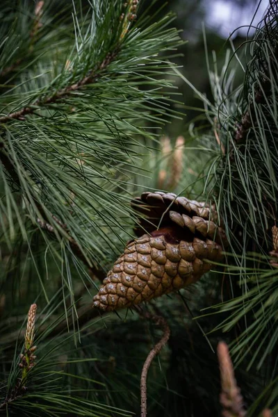 Pinecone Ett Träd Isolerad — Stockfoto
