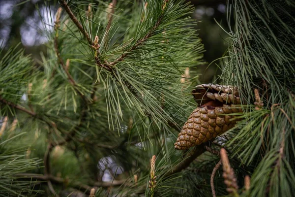 Pinecone Sur Arbre Isolé — Photo