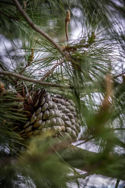 Pinecone Sur Arbre Isolé — Photo