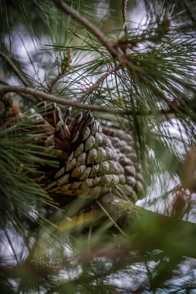 Pinecone Sur Arbre Isolé — Photo