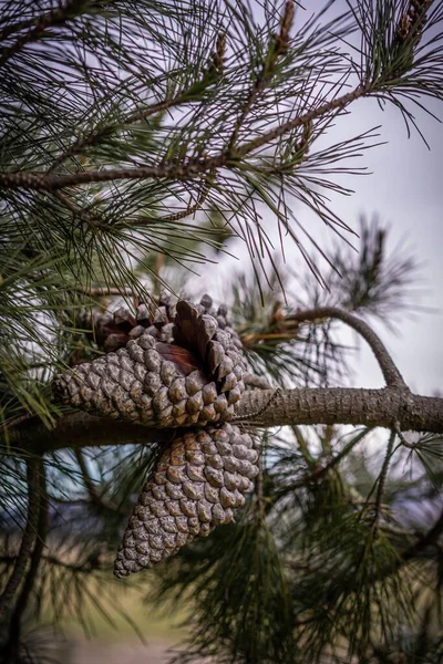 Pinecone Sur Arbre Isolé — Photo