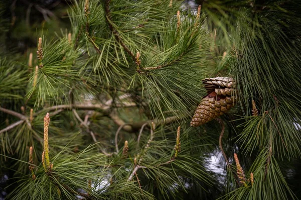 Pinecone Sur Arbre Isolé — Photo