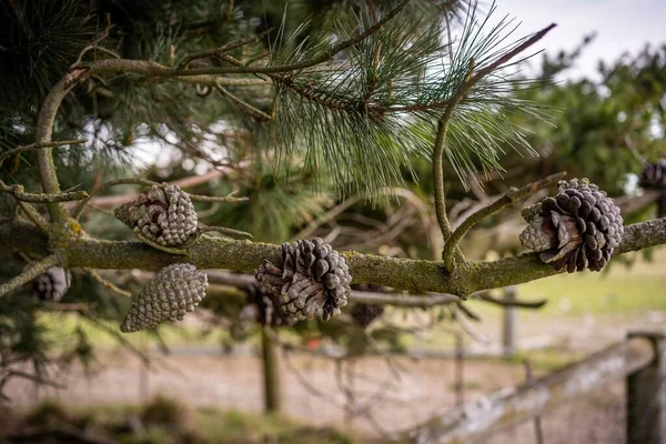 Pinecone Sur Arbre Isolé — Photo