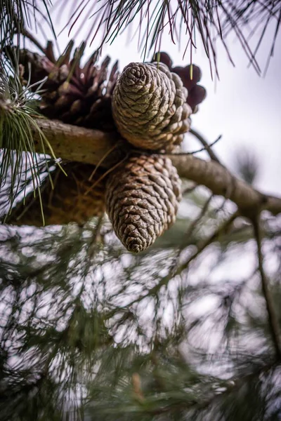 Pinecone Sur Arbre Isolé — Photo