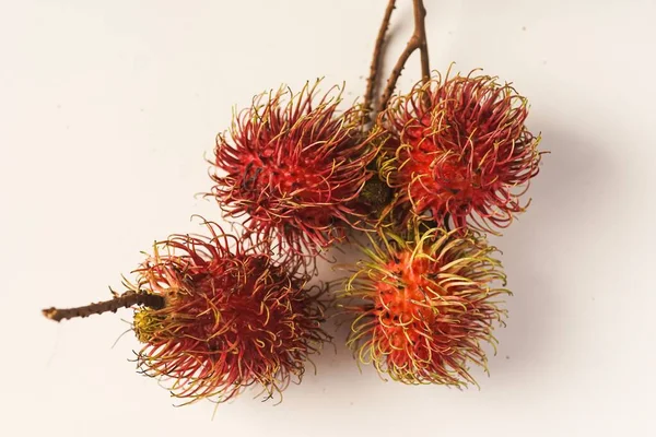 Rambutan Est Arbre Tropical Taille Moyenne Famille Des Sapindaceae Nom — Photo