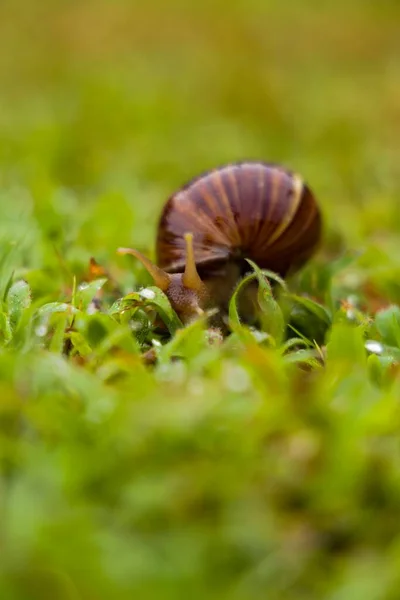 Achatina Fulica Adalah Spesies Siput Tanah Besar Yang Termasuk Dalam — Stok Foto