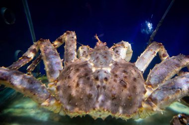 Alaska Örümcek Yengeci bir akvaryumun içinde. Seçici Odaklanma