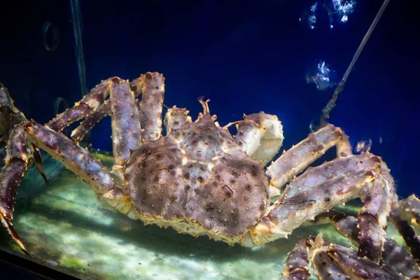 stock image Alaska Spider Crab inside an aquarium. Selective focusing