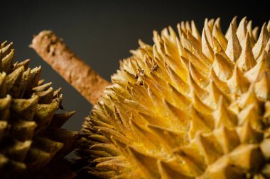 Durian, Durio cinsine ait çeşitli ağaç türlerinin meyveleridir. Tanınan 30 Durio türü vardır ve bunların en az dokuzu yenilebilir meyve üretir..